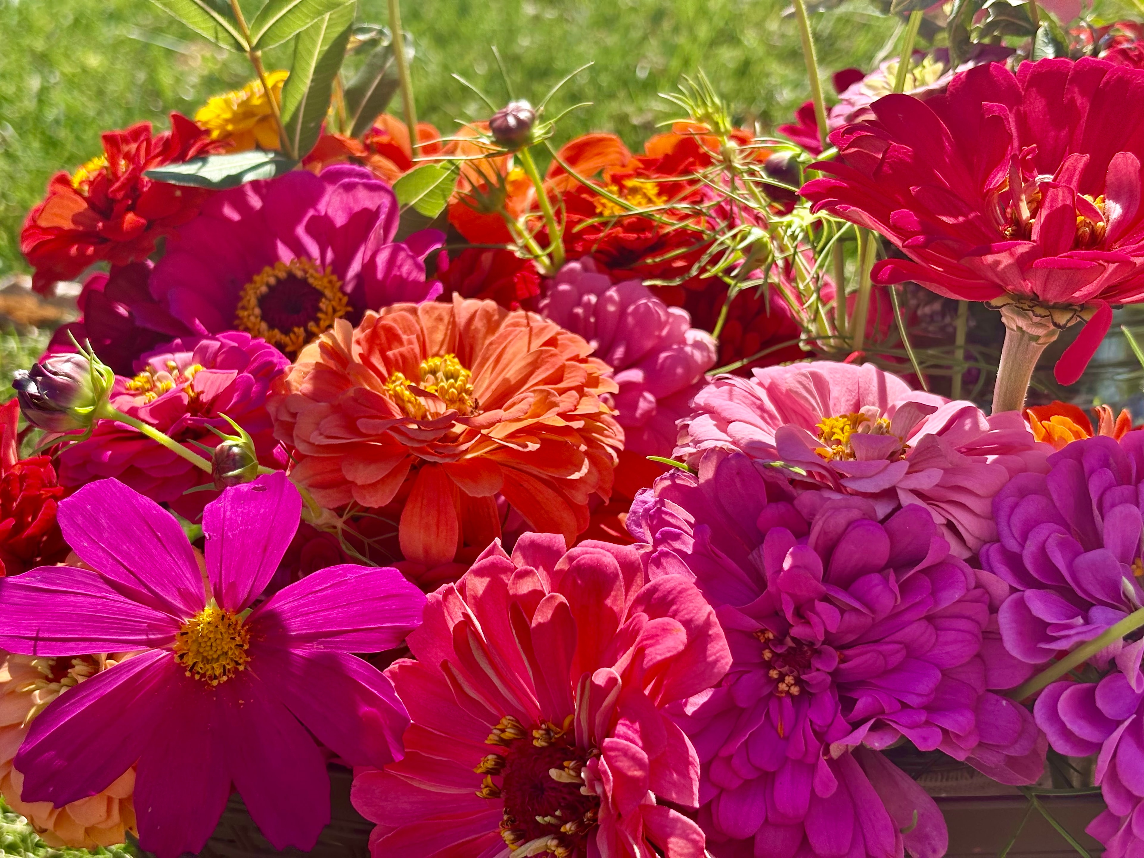 Colorful dahlias and cosmos blooming